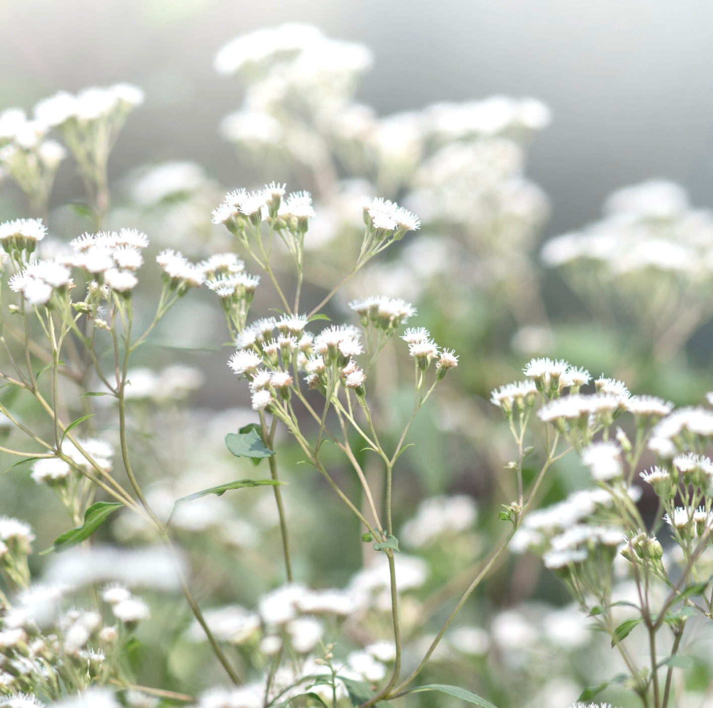 Owlet Cares Spotlight on Baby's Breath: A Father’s Legacy